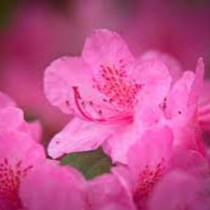 Meet your Posher, Arleigh